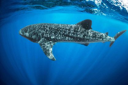 Whale sharks in the Red Sea?